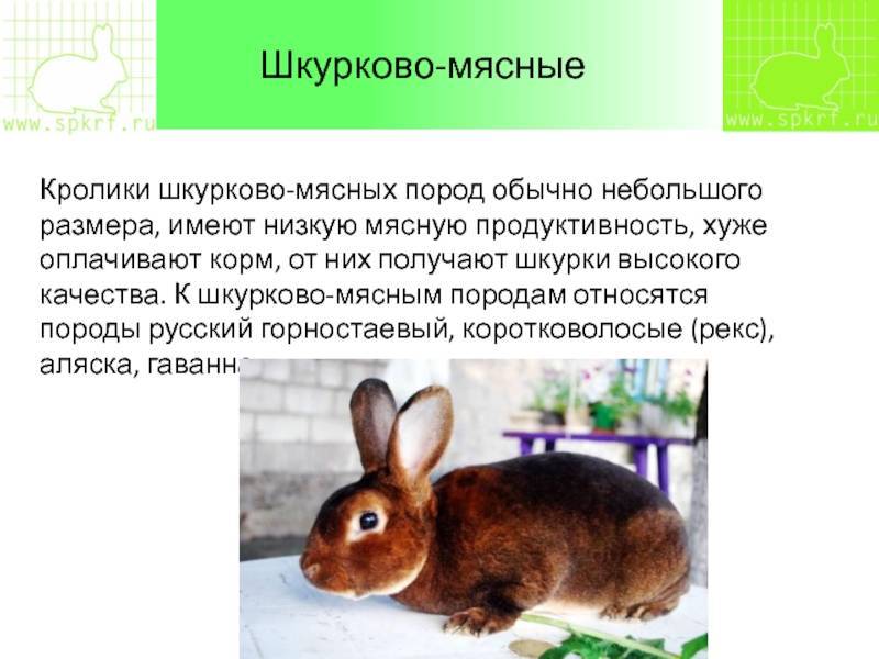 Русский горностаевый кролик: особенности и стандарт породы, критерии выбора, условия и правила содержания, рацион