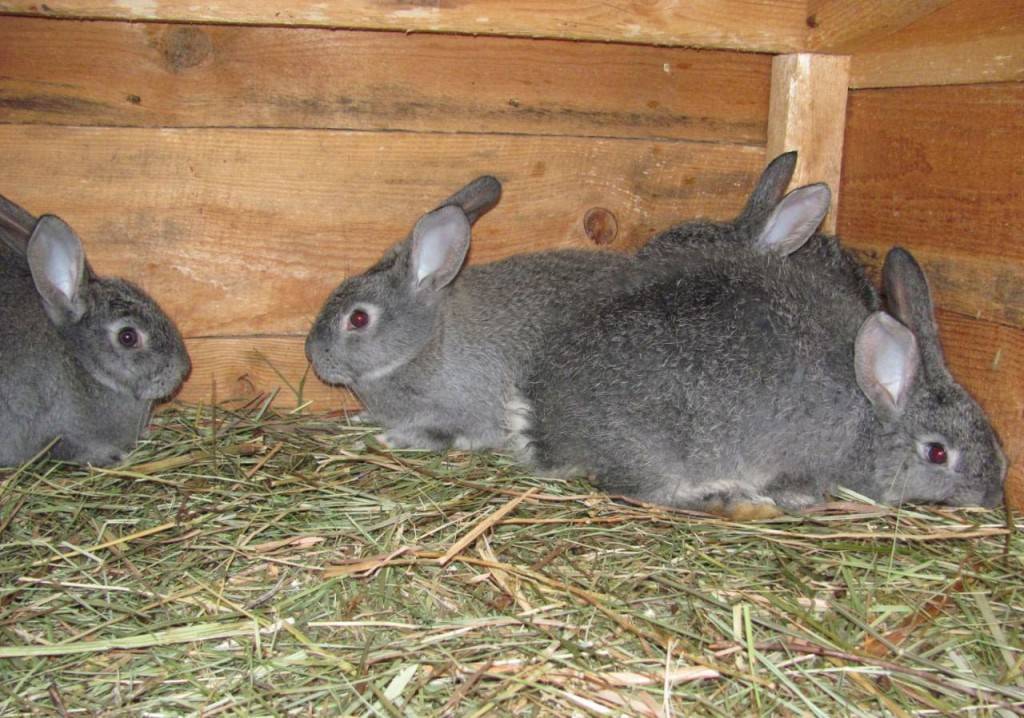 Кролики великаны: разведение, выращивание, кормление, породы + фото
