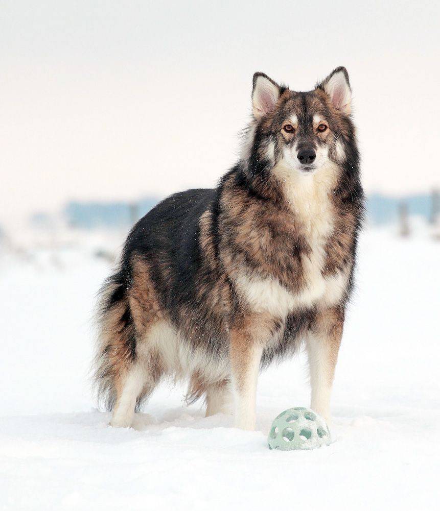 Описание породы, полученной скрещиванием собаки и волка