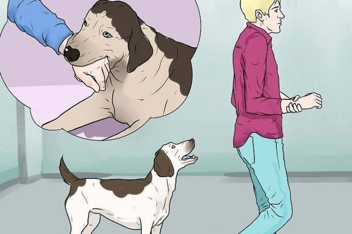 Как правильно наказывать собаку: виды наказания