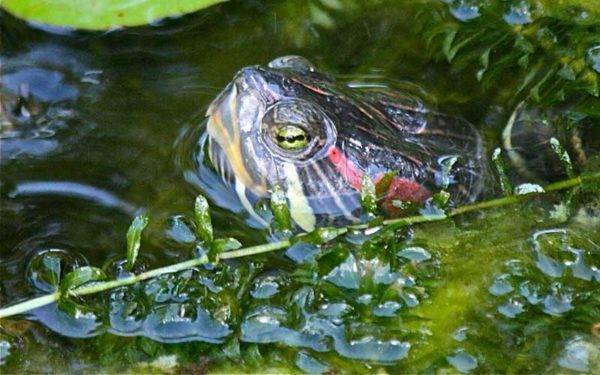 Красноухая черепаха: описание, особенности, фото. сколько зубов у черепахи : labuda.blog