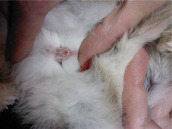 Почему дохнут кролики без видимых причин, мрут один за другим, что делать, как лечить молодняк - kotiko.ru