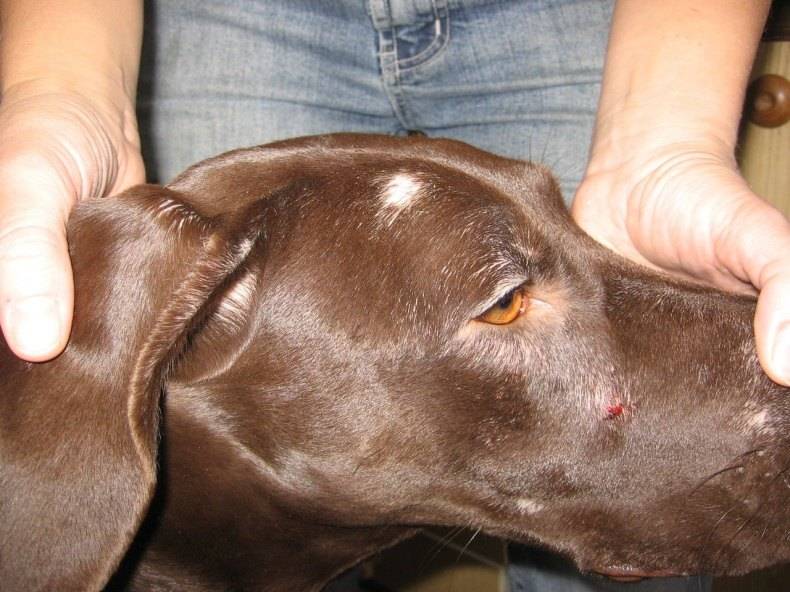 Лечение и профилактика подкожного клеща у собак