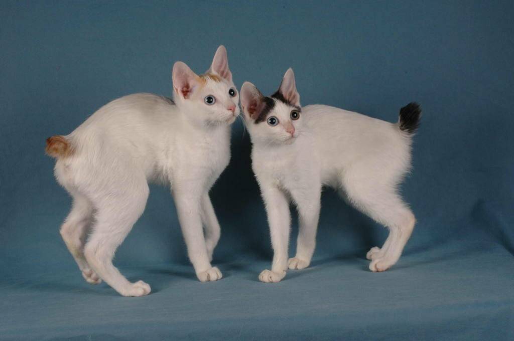 Японский бобтейл - описание и фото кошки с коротким хвостом