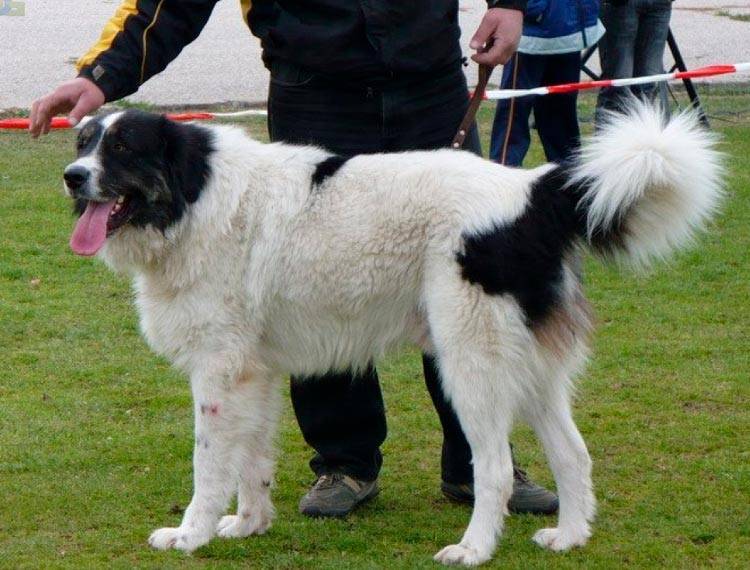 Болгарская овчарка или каракачанская собака ( bulgarian shepherd dog) – рабочая сторожевая собака, внимательная и независимая