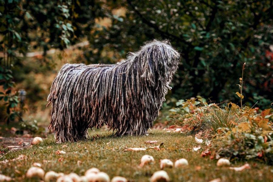 Собака командор или венгерская овчарка: фото и описание породы, особенности дрессировки и содержания породы