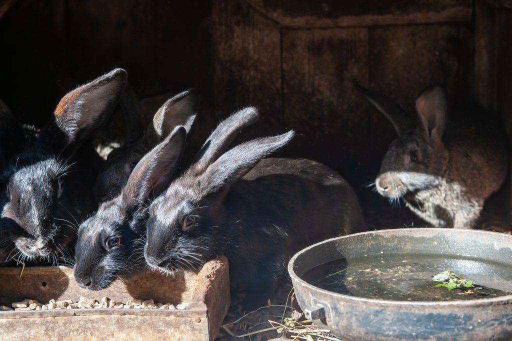 Кролики мясных пород: какие лучше разводить?