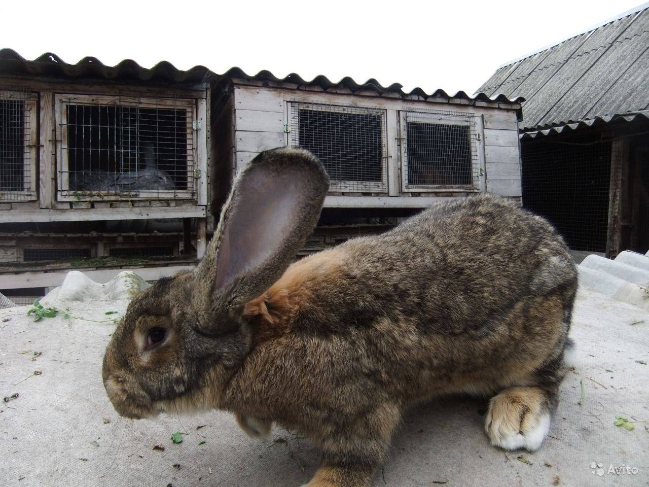 Разведение кроликов в домашних условиях: советы для начинающих