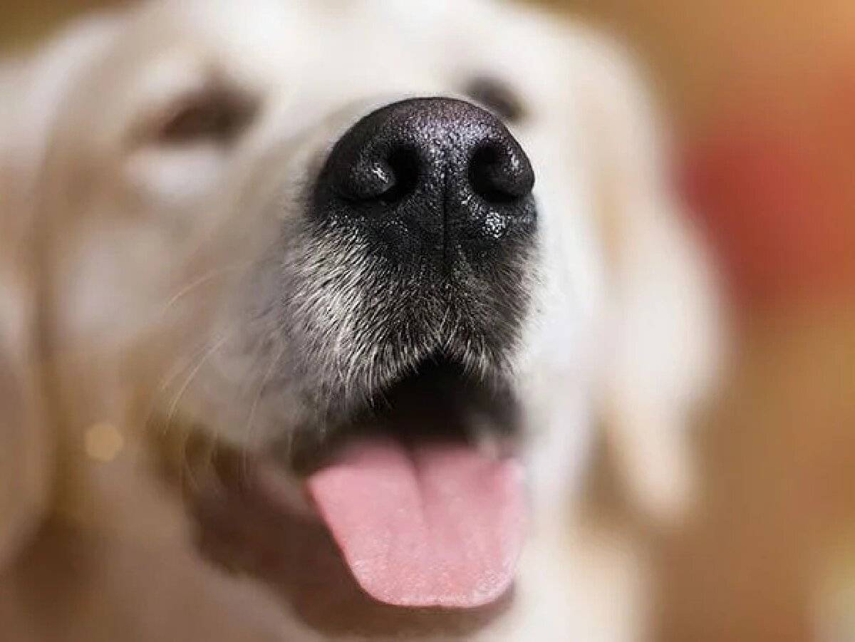 Сухой нос у собаки: норма или патология?
сухой нос у собаки: норма или патология?