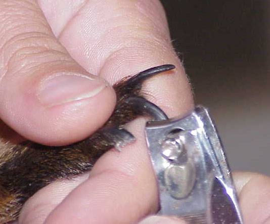 Как правильно подстричь когти морской свинке в домашних условиях