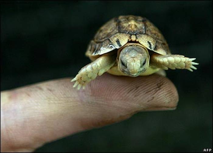 Самые маленькие черепахи в мире (фото)