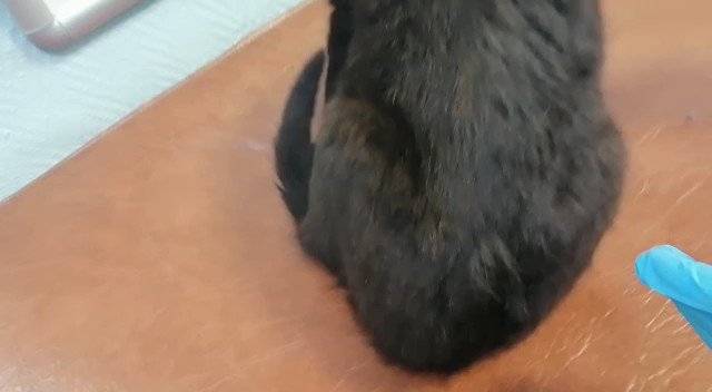 Кошка хромает на задние лапы без видимых повреждений, что делать