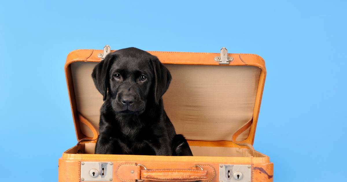 Где оставить собаку на время отпуска или внезапного отсутствия: 6 вариантов размещения питомца, подготовка, снятие стресса от долгой разлуки