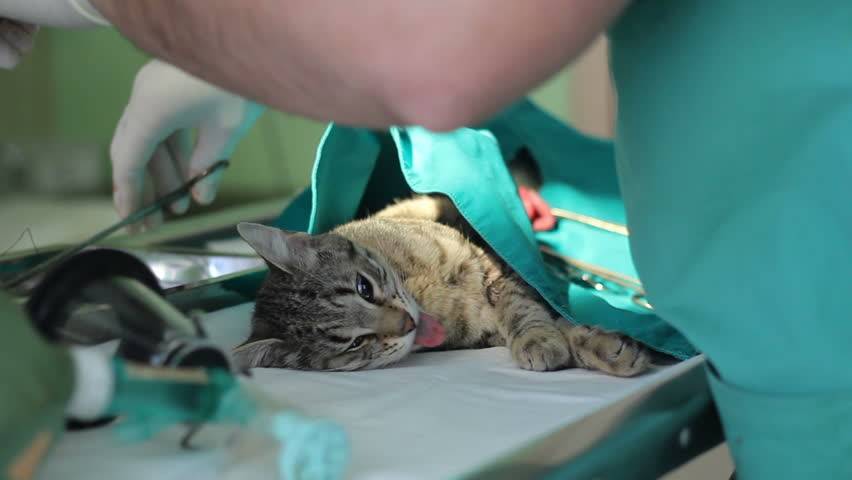 Сколько кошка отходит от наркоза после стерилизации и как помочь