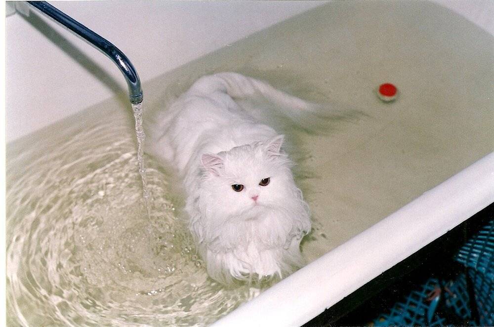 Умеют ли кошки плавать