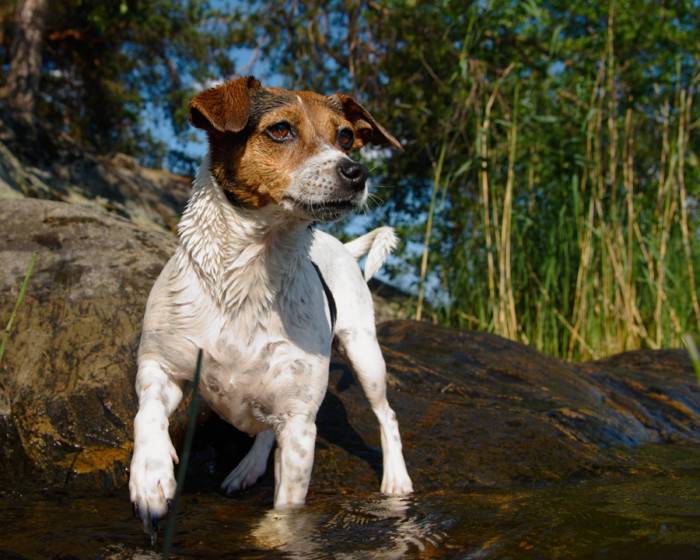 Датско-шведская фермерская собака: внешность, поведение, уход