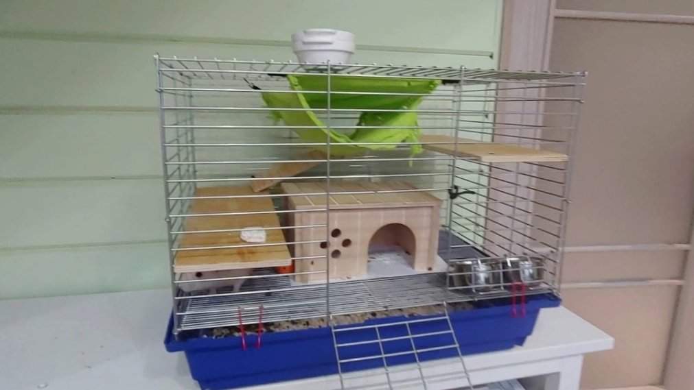 Домашняя декоративная крыса: уход и содержание в домашних условиях