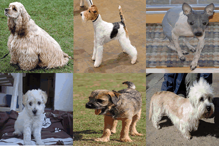 Гипоаллергенные собаки для аллергиков и астматиков: породы