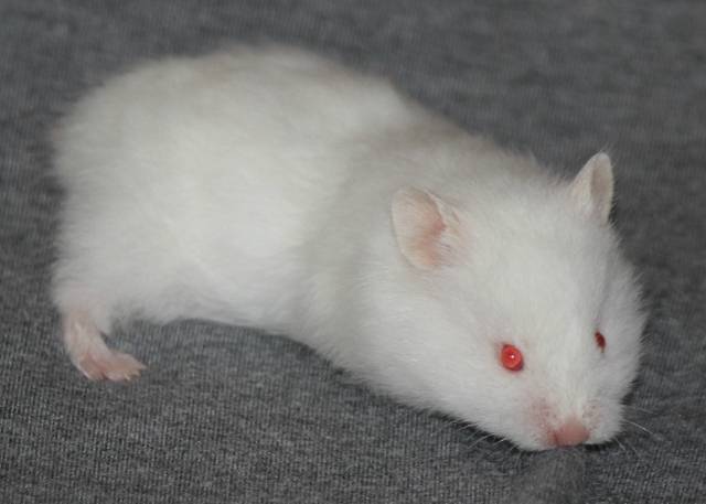 Декоративная белая крыса альбинос — особенности содержания и ухода