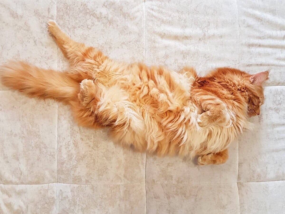 Спина рыжего кота. Кличка для рыжего кота. Рыжий кот размером с ребенка. Имена для кошек мальчиков рыжих.