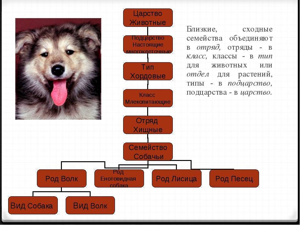 Классификация домашних животных схема