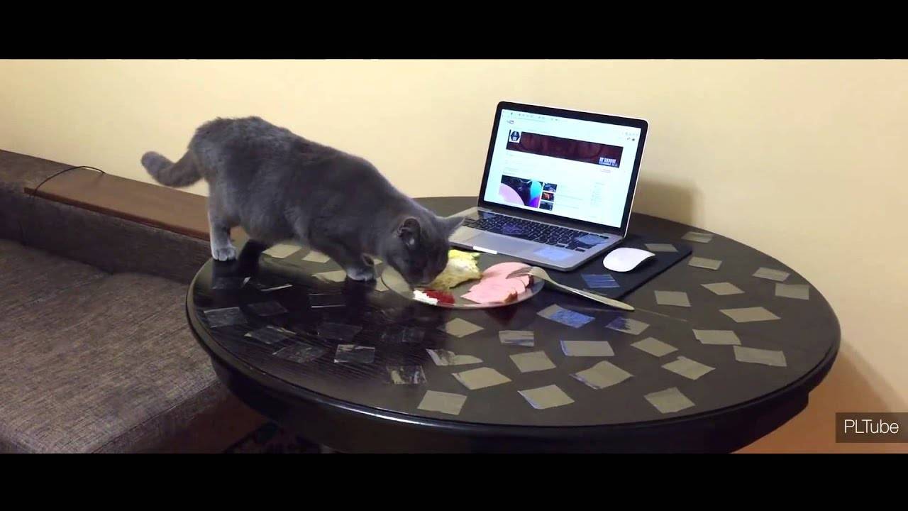 Находим решение, как отучить кошку лазить на стол