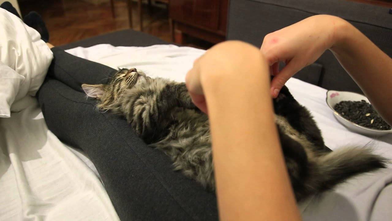 Кошка делает массаж лапками что это значит?