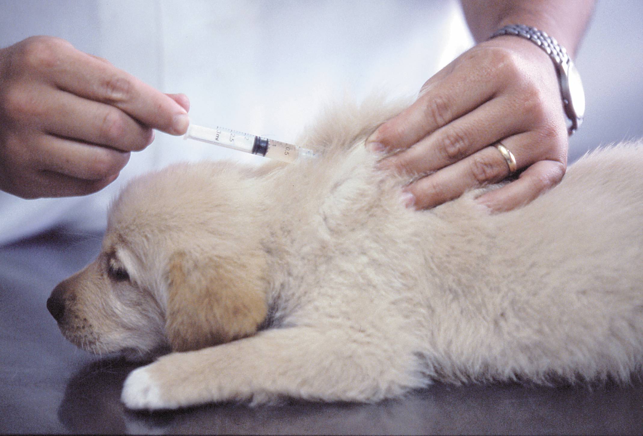 Как приготовить вакцина. Вакцинация бешенство собак. Прививка щенку в холку. Подкожная инъекция собаке. Уколы животным.