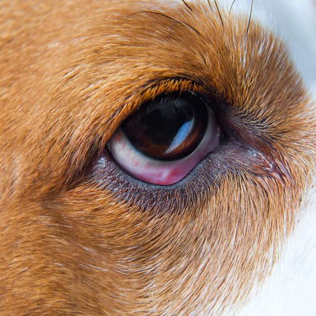 У собаки красные белки глаз: причины, профилактика, лечение | petguru