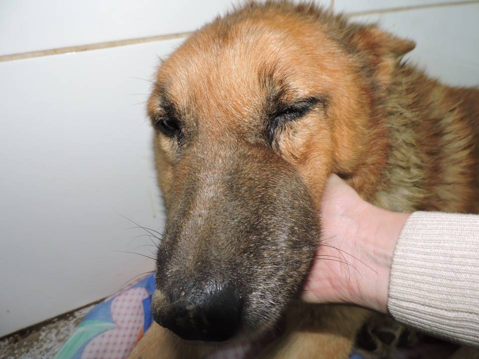 Прыщи у собак: фото, причины и лечение от ветеринара дерматолога