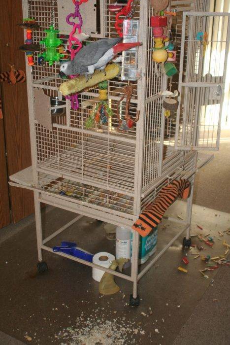 Попугай дома плюсы и минусы: стоит или нет покупать, отзывы о содержании в квартире владельцев волнистых птиц