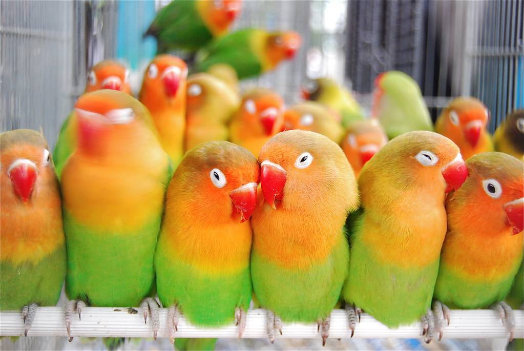 Какие попугаи могут разговаривать с нами?