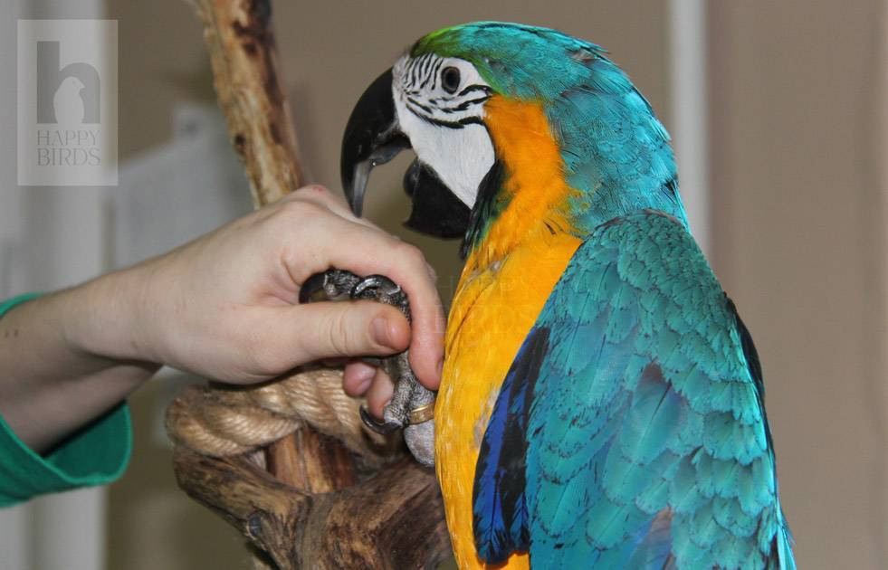 Сколько живут попугаи: в природе и дома, все породы