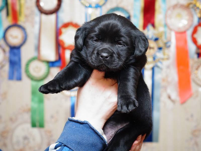 Черный лабрадор - 15 фото щенков, описание, факты