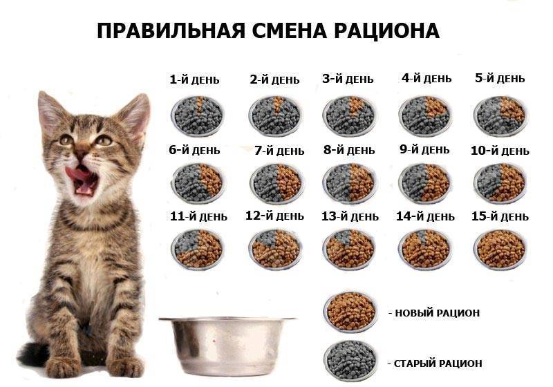 Кормление кошек натуральной пищей и сухим кормом