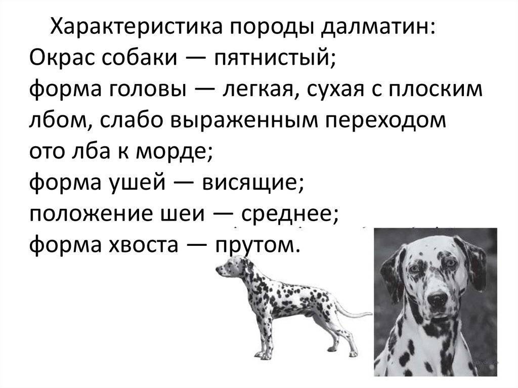 Московский дракон: стандарт и особенности собаки, внешний вид и характер, условия содержания