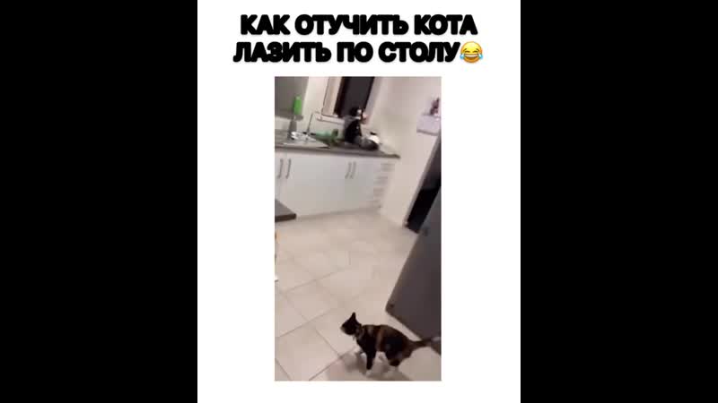 ᐉ как отучить кошку ходить по столу? - ➡ motildazoo.ru
