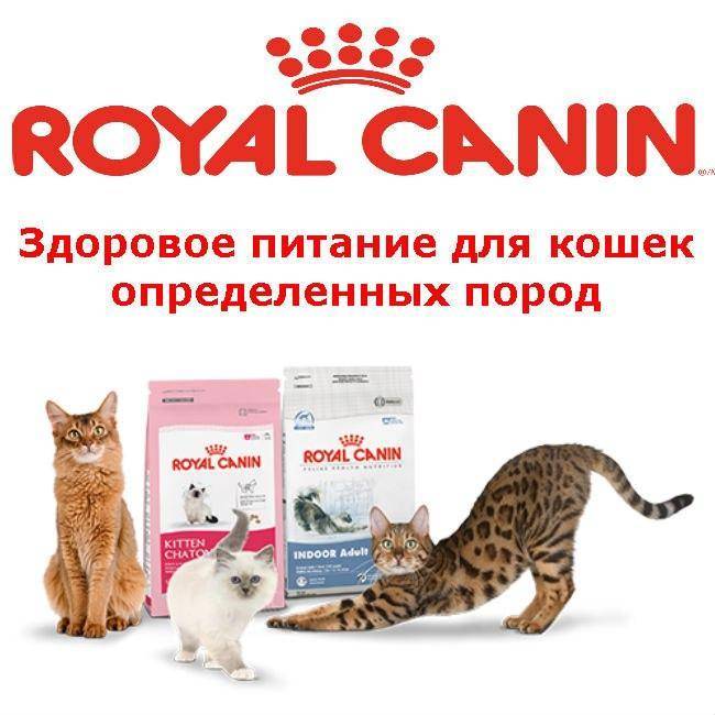 Корм роял канин для британских кошек: особенности и преимущества