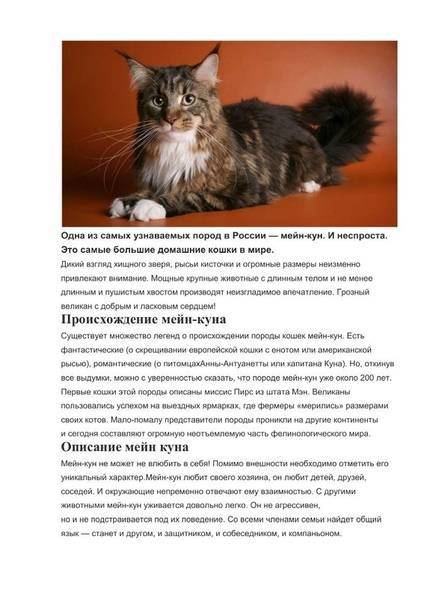 Порода кошек мейн-кун (мейкун): фото, отзывы, содержание и характер