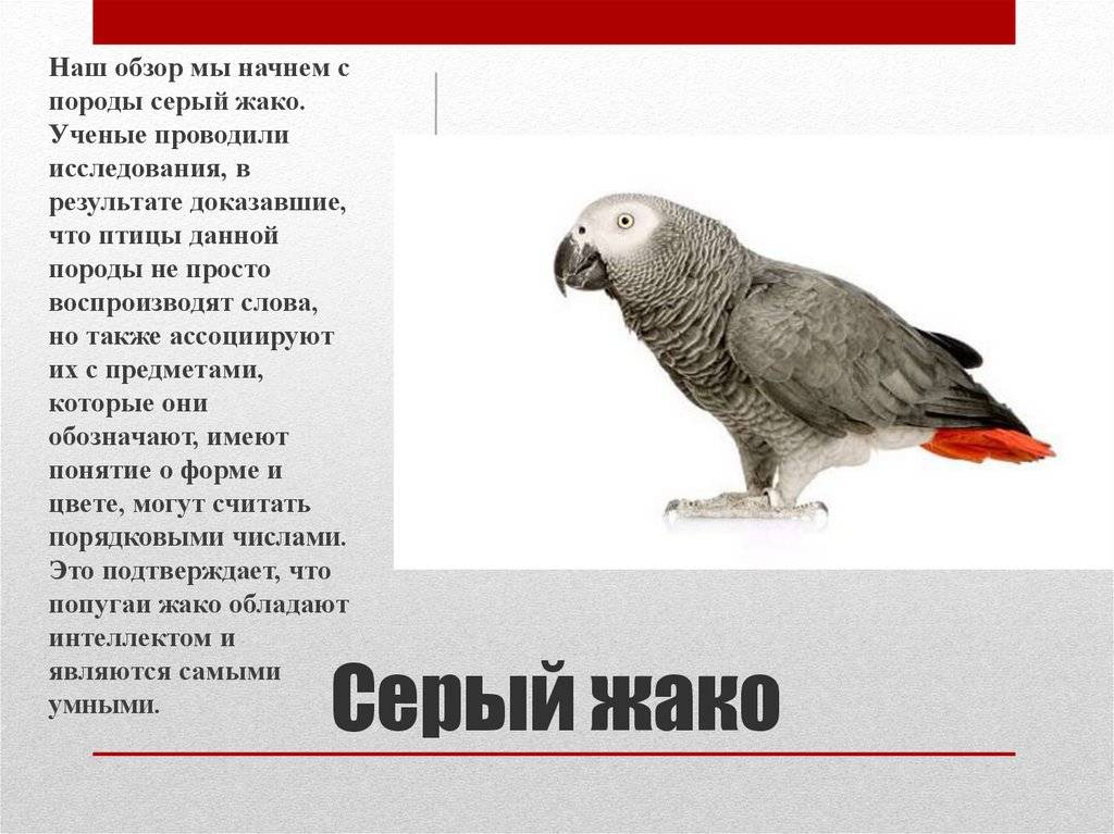 Попугай пиррура: описание, характер, стоимость, содержание в неволе