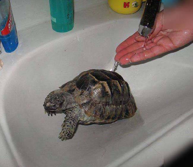 можно ли мыть черепаху зубной щеткой