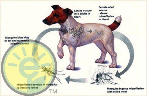 Дирофиляриоз у собак и кошек | ветеринария