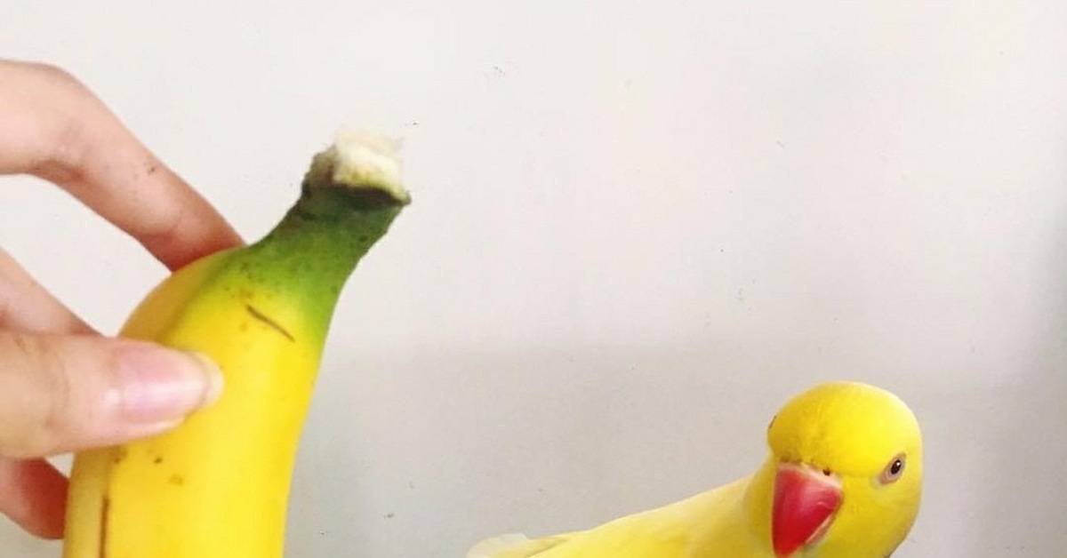 Включать или нет в рацион питания попугаев бананы