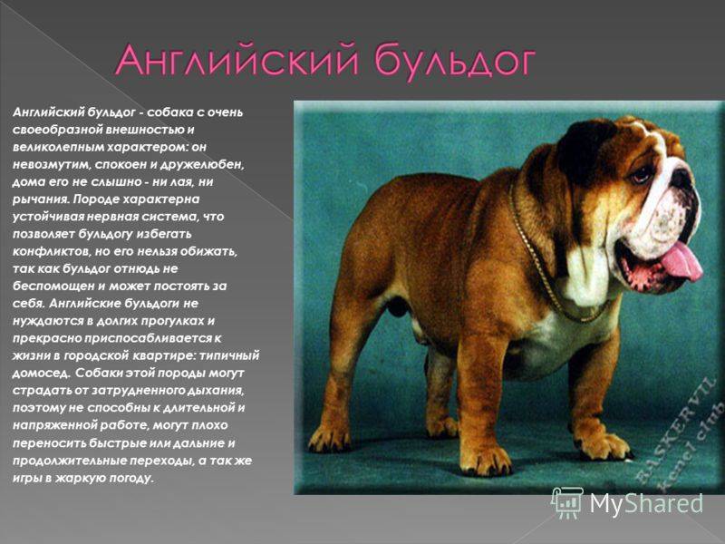 Бульдоги: какие бывают разновидности, описание пород и название основных видов, фото собак