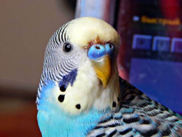 Популярные окрасы волнистых попугайчиков для домашнего содержания