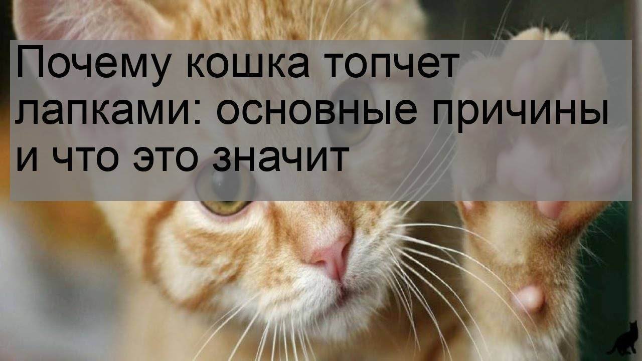 Кошка мнет хозяина. Кошка топчет лапками. Почему коты топчут лапками. Почему кошки топчутся. Почему кошка топчет вас лапками.