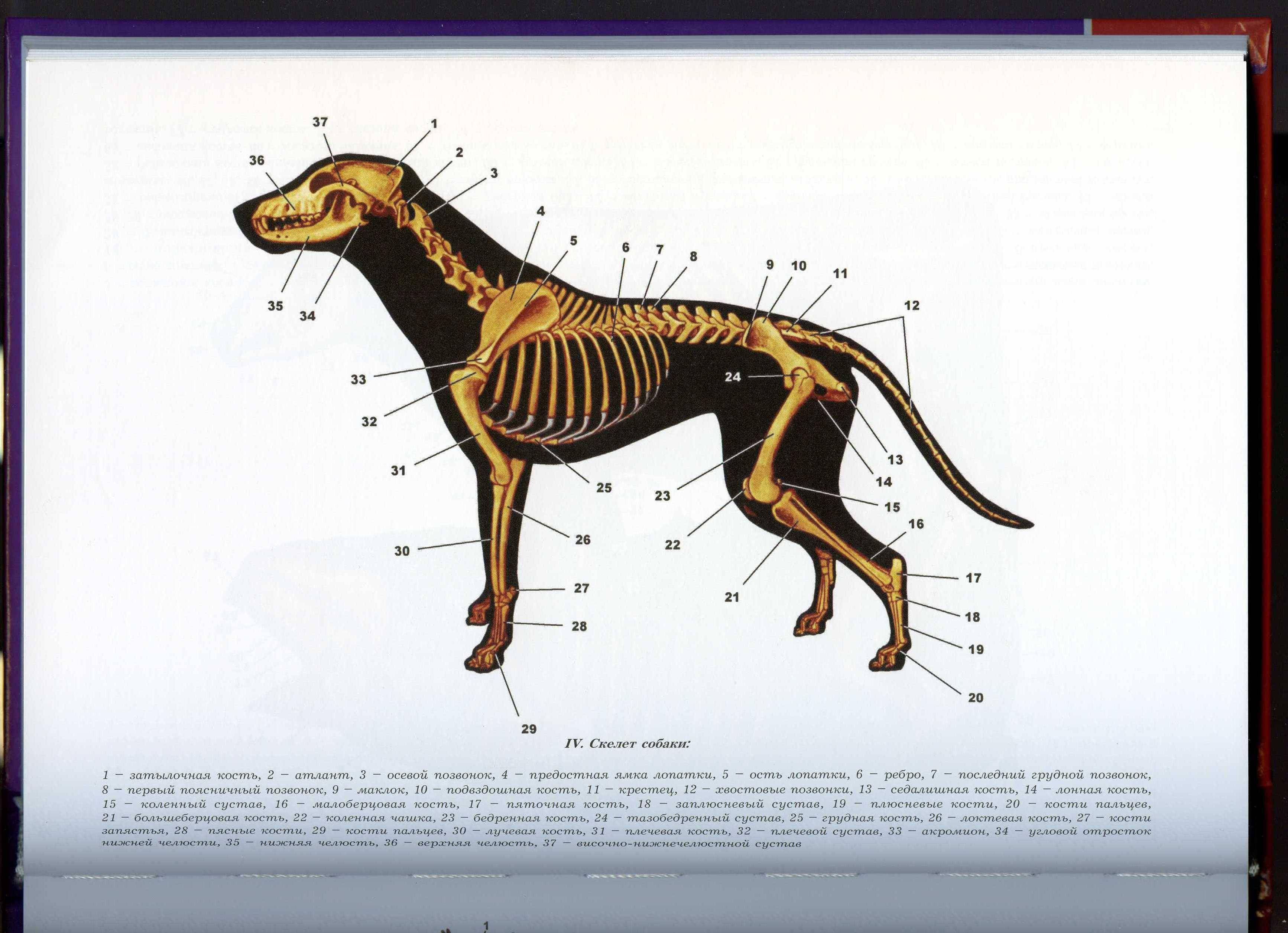 Скелет собаки: строение черепа, позвоночника, конечностей - ветеринарна клініка "улюбленець"