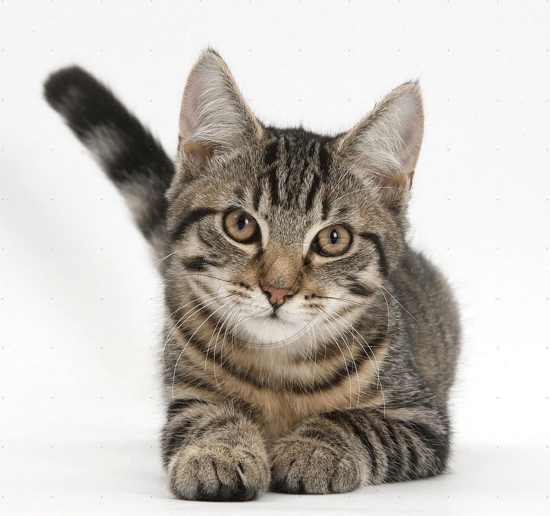 Азиатская табби: описание породы кошек, фото, стандарты, характер и поведение