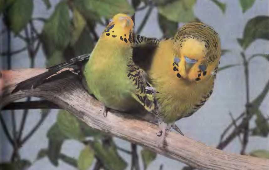 Обсуждение, как размножаются попугаи в домашних условиях. как способствовать спариванию?