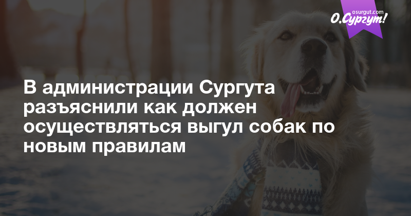 Закон о выгуле собак в 2019 году: правила и штрафы в россии